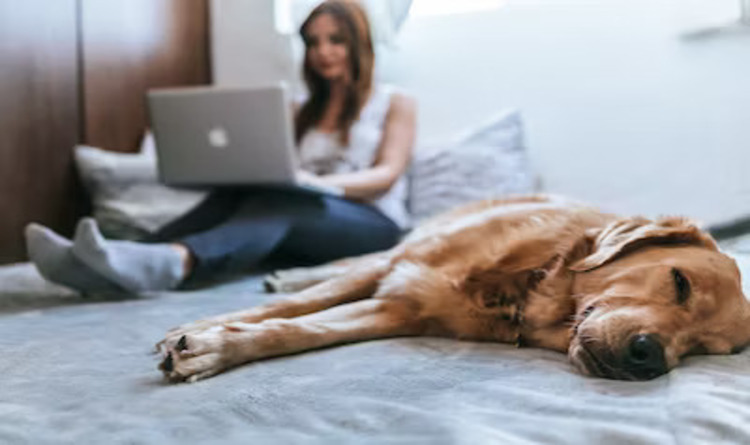 Understanding Pet Insurance Understanding Pet Insurance